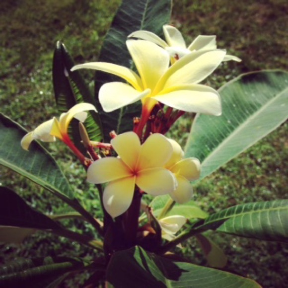 Profile Picture of Nicole Linsdau (@nlinsdsu) on Poshmark