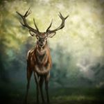 Profile Picture of Amy Visscher (@calistera_) on Instagram