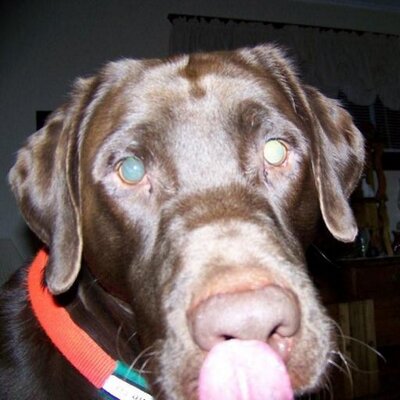 Profile Picture of Dawn Robins (@d_robins) on Twitter