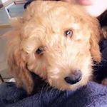 Profile Picture of Archibald Coventry Freeland (@archie_the_londondoodle) on Instagram