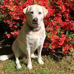 Profile Picture of Gus Cobb (@gus_cobb) on Instagram