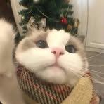 Profile Picture of Sunjae Hyun (@jacelle.timcang.56) on Facebook