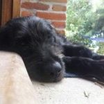 Profile Picture of Steven Lozano (@steveo1_13hotmail.com_) on Instagram