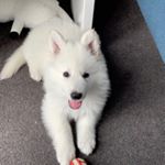 Profile Picture of Caesar 🐺 (@caesarwhiteshepherd) on Instagram