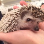 Harvey Milnoeisley - Instagram Profile Picture of Harvey Milnoeisley (@aheftyhedgie) on Instagram