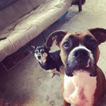 Profile Picture of Bruce & Doug (@bruce_n_doug) on Instagram