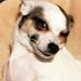 Profile Picture of Silvia Rutkowski (@maxiwilli1) on Pinterest