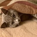 Profile Picture of Tabitha Helms (@ellarussianblue) on Instagram