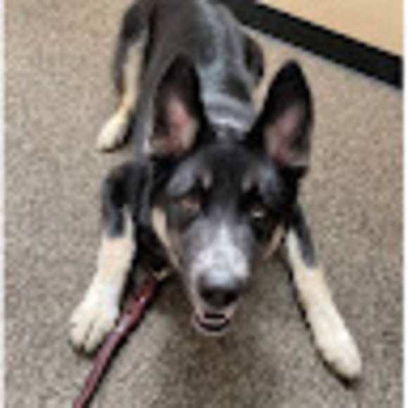 Katie Eikenberg - Poshmark Profile Picture of Katie Eikenberg (@keesling17) on Poshmark