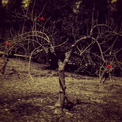 Profile Picture of Tim Glanton (@Timopeter) on Twitter