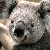 Profile Picture of A Mattice (@amattice8078) on Youtube