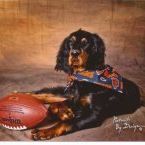 Profile Picture of Dawn Hamilton (@gordonsetter1) on Pinterest