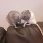 Adam Wickham - Instagram Profile Picture of Adam Wickham (@adamburrito1) on Instagram