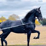 Profile Picture of Jacob hershberger (@mennospostdriving) on Instagram