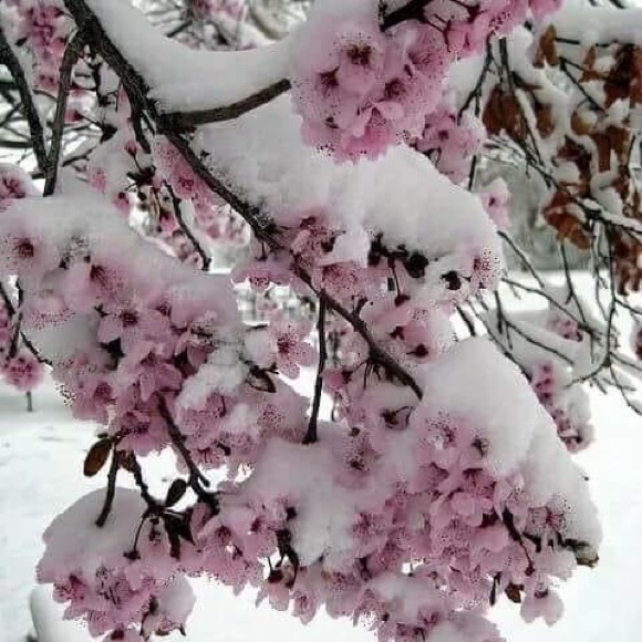 Profile Picture of Pamela Monceller (@pamelamonceller) on Poshmark