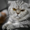 Profile Picture of Chatrayan Mawadee (@@scotttidd) on Tiktok