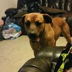 Profile Picture of Dobby Joe (@dobiasjoe) on Instagram