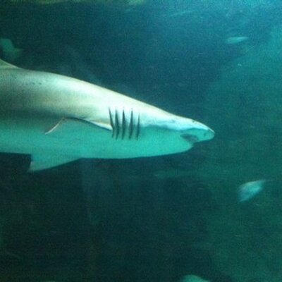 Profile Picture of Paul Botros (@BotrosLive) on Twitter