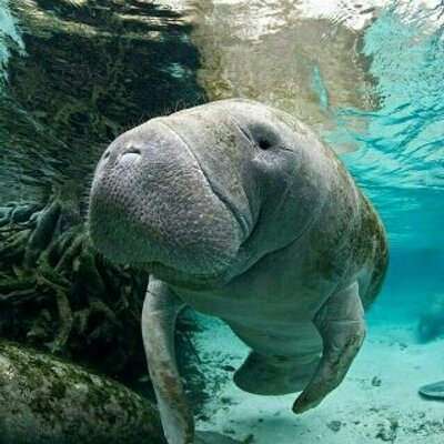 Profile Picture of Mingda Song (@XiaRiBingCheng) on Twitter