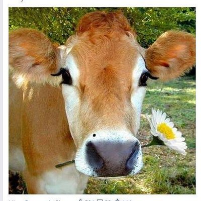 Profile Picture of Julia Seals (@Tweetywho02) on Twitter