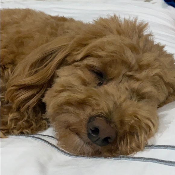 Profile Picture of Jordan Hoberman (@pinksparkles1) on Poshmark