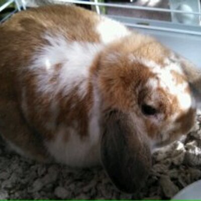 Profile Picture of Zachary Newkirk (@02097877da5b434) on Twitter