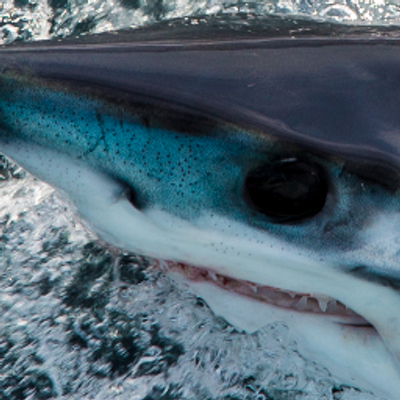 Profile Picture of Tom Mcmurray (@tommvf70) on Twitter