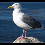 Profile Picture of Joseph Zaragoza🦖🦖 (@joseph_j0seph_joseph) on Instagram