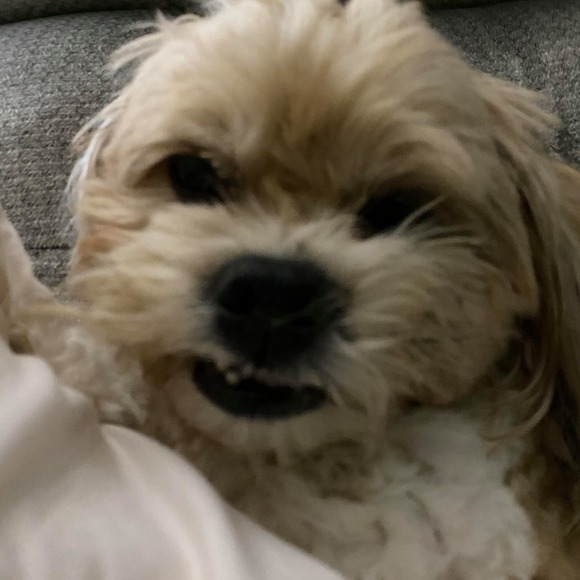 Profile Picture of Jenna Jazwinski (@jennajazwinski) on Poshmark