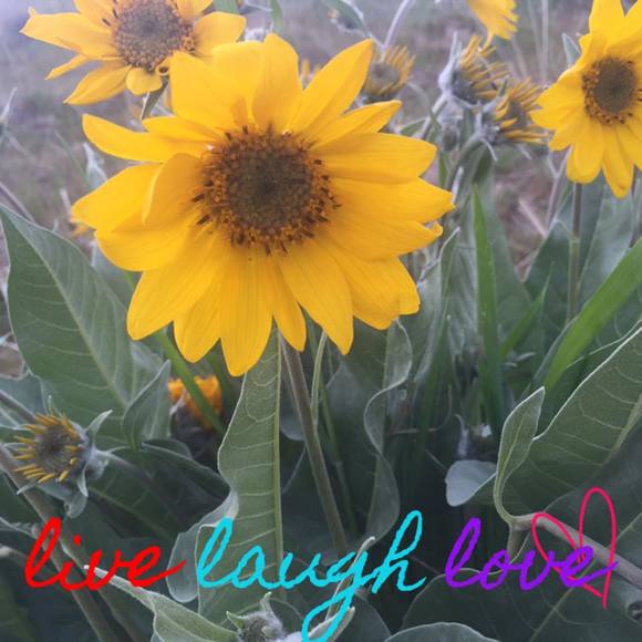 Profile Picture of Rachel Skalskyj (@raskals70) on Poshmark