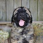 Profile Picture of Cooper Rautins (@coopertheberger) on Instagram