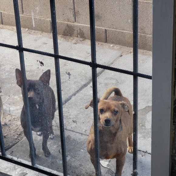 Profile Picture of Rachael Lair (@pataraujo0628) on Poshmark