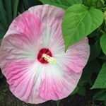 Profile Picture of Marilyn Hillier (@marilyn.hillier) on Instagram