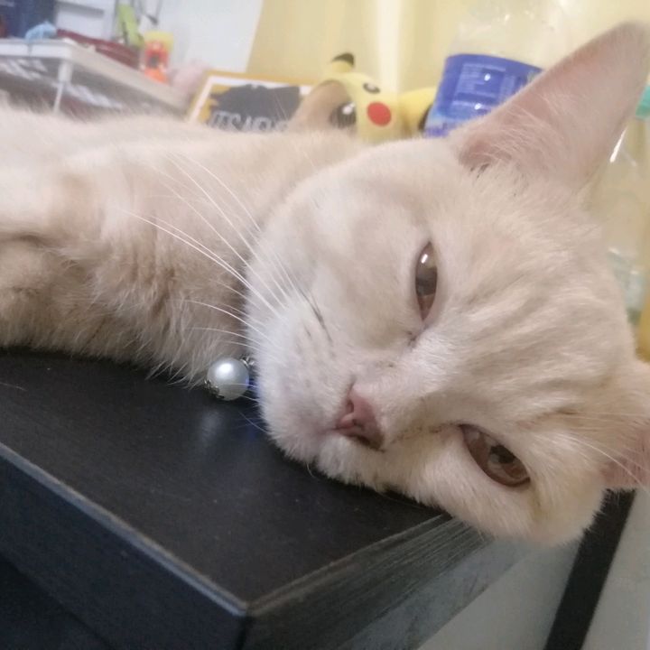 Profile Picture of William_brtsh (@william_brtsh) on Tiktok