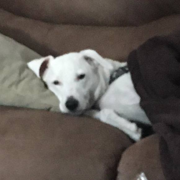 Profile Picture of Ann Maddalina wilcox (@amwilcox) on Poshmark