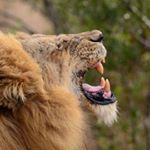 Profile Picture of Stephen Heather (@barwonsteve57) on Instagram