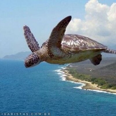 Profile Picture of Joceli Guedes (@tortuga_joe) on Twitter