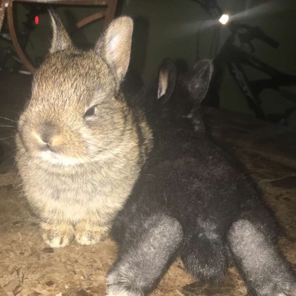 Profile Picture of Leanne Rodriguez (@lrod111) on Poshmark