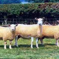 Profile Picture of GEOFF LONG (@geo19ff) on Twitter