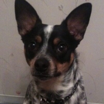 Profile Picture of Heidi Branch (@DesignerBranch1) on Twitter