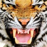 Profile Picture of Conroe Football Booster (@conroefootball) on Instagram