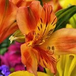 Profile Picture of Raymond Robertson (@raymondrobertson) on Instagram