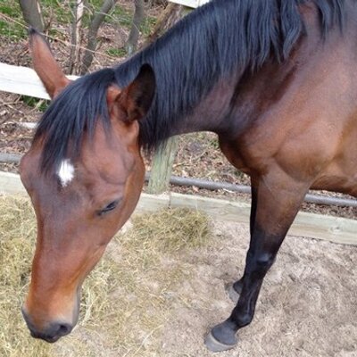 Profile Picture of Chris In 't Panhuis (@Chris_Speedy) on Twitter