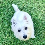Profile Picture of Lucy Chow (@iamlucychow) on Instagram