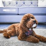 Profile Photo of Barry, The Mini Goldendoodle (@barrytheminidoodle) on Instagram