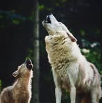 Profile Picture of Luciano Carpowski (@Luciano-Carpowski) on Facebook