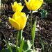 Profile Picture of Andrea Carlton Hurst (@ahurst11004) on Pinterest