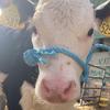 Profile Picture of Noel Brett (@@noelbrett1) on Tiktok