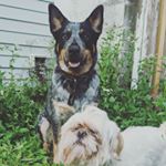 Profile Picture of Sir Quilliam and John-117 (@john_and_quill) on Instagram
