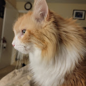 Profile Picture of Andrew Farr (@lvpeteacher) on Youtube